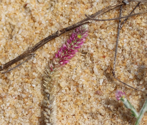 Trichuriella monsoniae