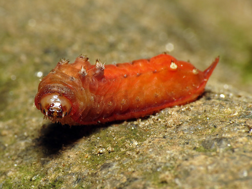 Parasa chloris
