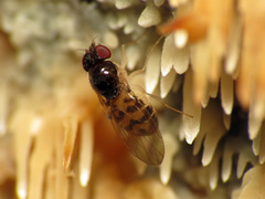 Mycodrosophila claytonae