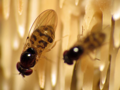 Mycodrosophila claytonae