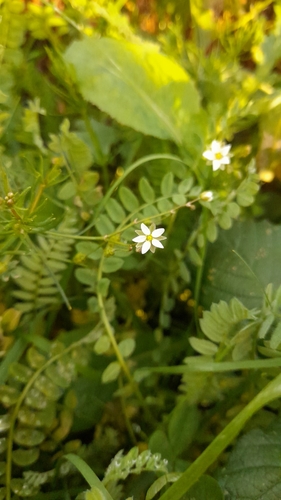 Foto de Erva-de-passarinho