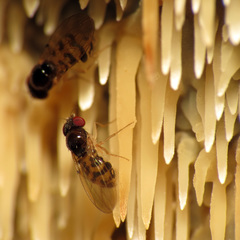 Mycodrosophila claytonae