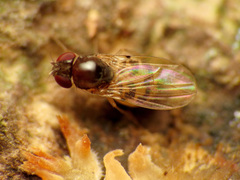 Mycodrosophila claytonae