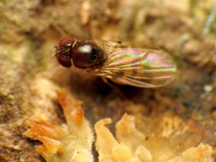 Mycodrosophila claytonae