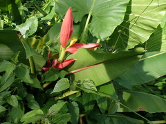 Musa rubra, photograph Min-Hsuan NI, CC BY, iNaturalist via GBIF