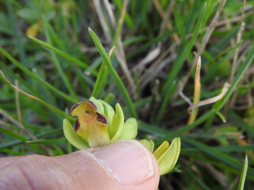 Image of Ophrys iricolor by (c) amantedarmanin, some rights reserved (CC BY)