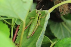 Micropodisma salamandra