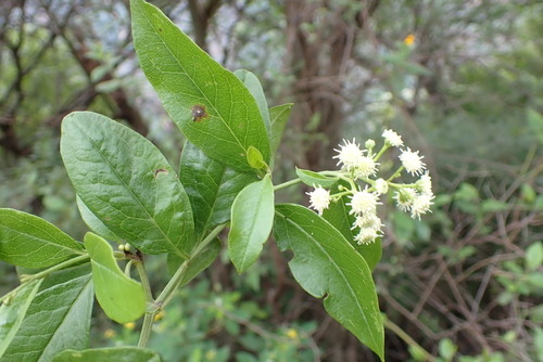 Baccharis quitensis observed 2025-01-13