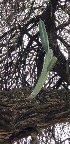 Foto de Candelabro mexicano
