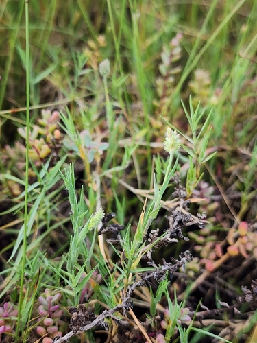 Image of Aeluropus lagopoides by (c) Aravinth, some rights reserved (CC BY)