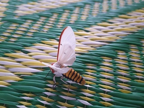 Red Costate Tiger Moth