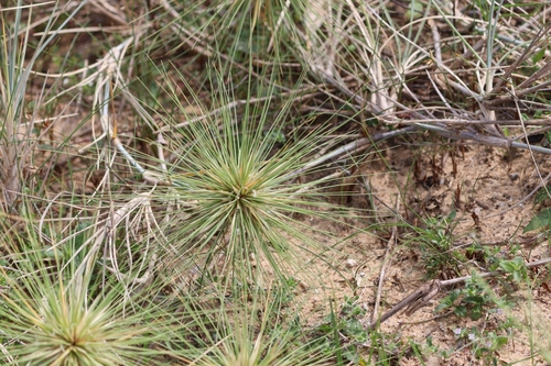 Image of Spinifex littoreus by (c) Aravinth, some rights reserved (CC BY)