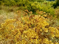Ferula