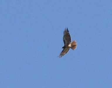 iNaturalist observation photo of Red-tailed Hawk