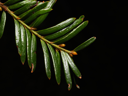Taxus wallichiana, 2025-01-14