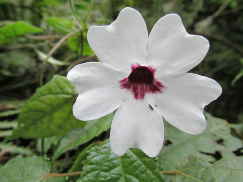 Thunbergia mildbraediana