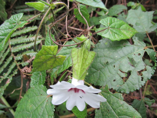 Thunbergia mildbraediana