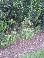 Pittosporum crassifolium