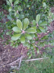 Pittosporum crassifolium