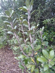 Pittosporum crassifolium