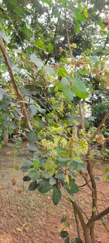 Foto de Mata-fome