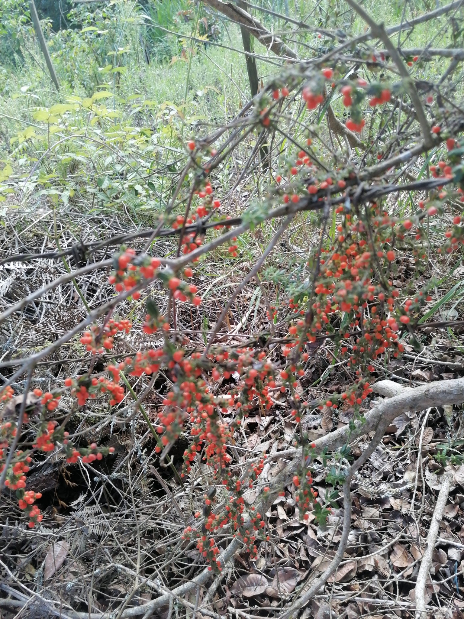 Imagem de Tangerininha do brejo