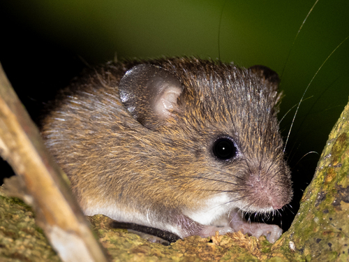 Carcelén's Bristly Mouse (Neacomys carceleni) — Data Deficient Mammalia