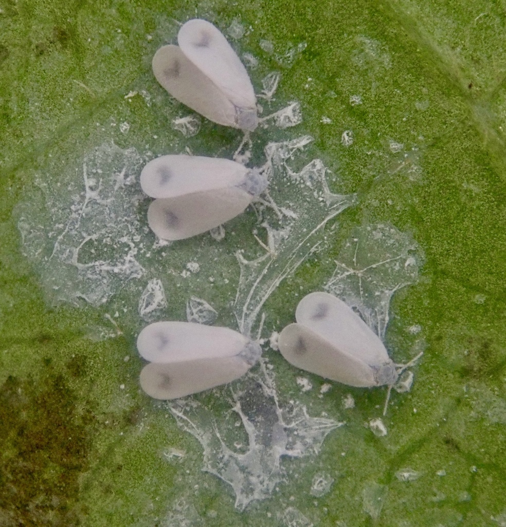 Honeysuckle Whitefly