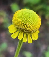 Helenium puberulum