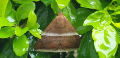 Poaphilini