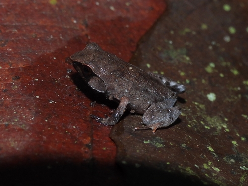 Megophrys montana