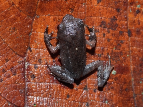 Megophrys montana