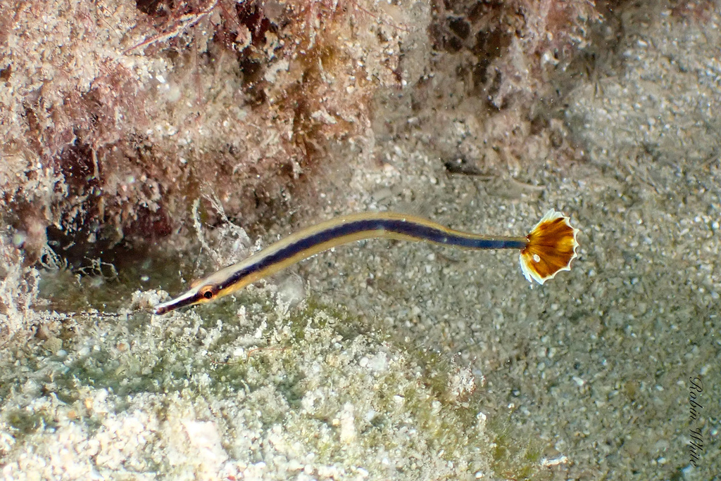 Bluestripe pipefish