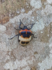 Poecilocoris latus