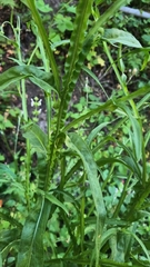 Helenium puberulum