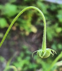 Helenium puberulum
