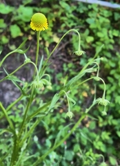 Helenium puberulum