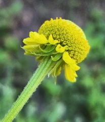 Helenium puberulum
