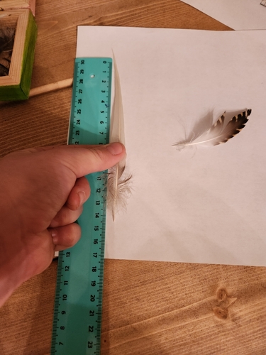 Plume de Harelde boréale