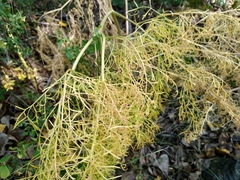 Ferula
