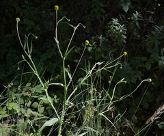 Helenium puberulum