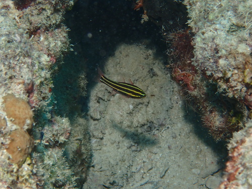 Photo of Blackstriped Cardinalfish (Apogon nigrofasciatus)