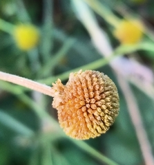 Helenium puberulum