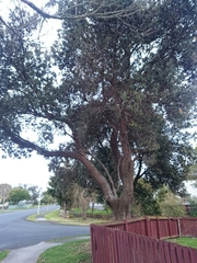 Banksia integrifolia