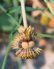 Helenium puberulum