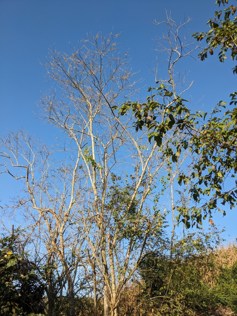 Fence Post Tree from 70980 Santa María Huatulco, Oax., México on ...