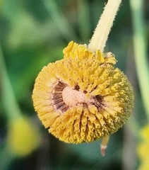 Helenium puberulum