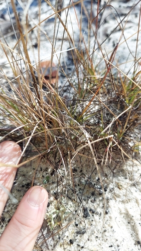 American Perennial Sandgrass (Triplasis americana)