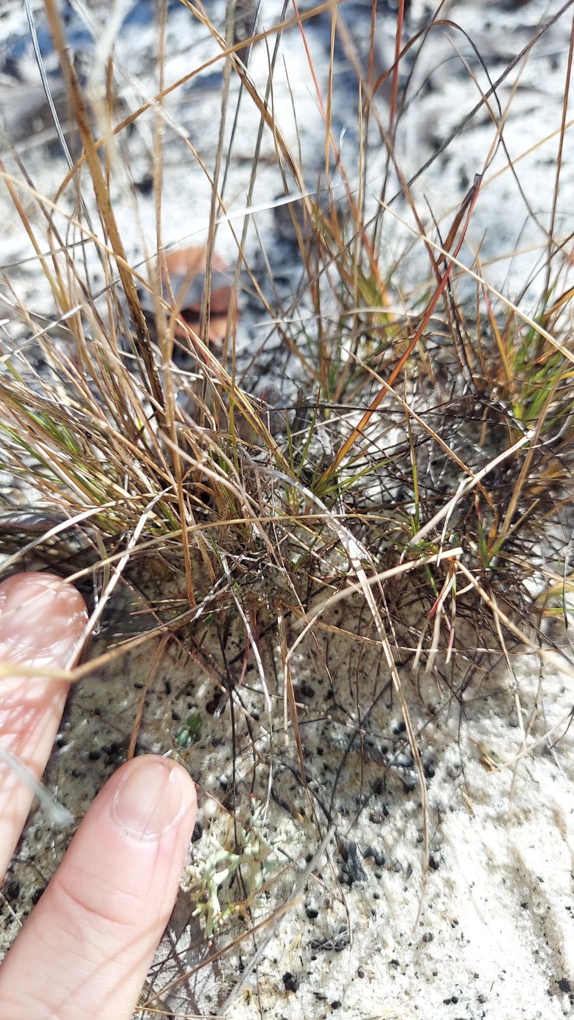 American Perennial Sandgrass (Triplasis americana)