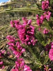 Erica abietina constantiana